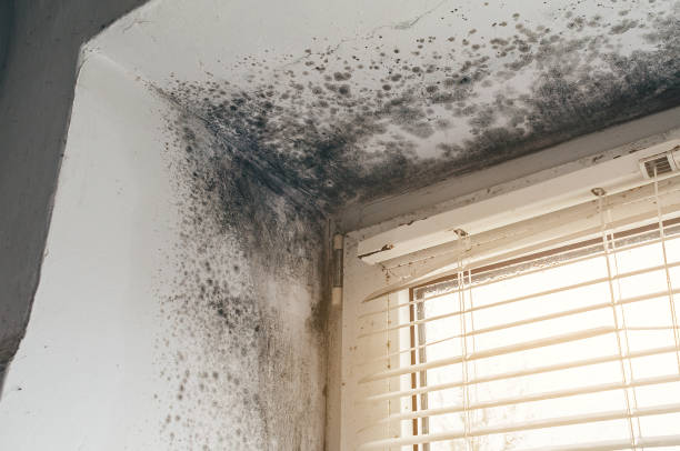 Affordable Mold Cleanup solutions in Wylie, TX